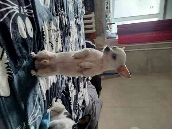 Щенки чихуа Донецк