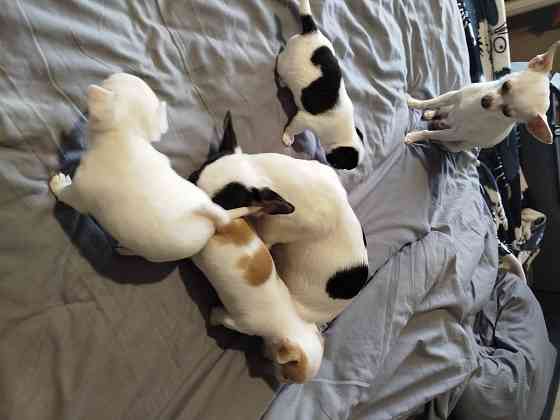 Щенки чихуа Донецк