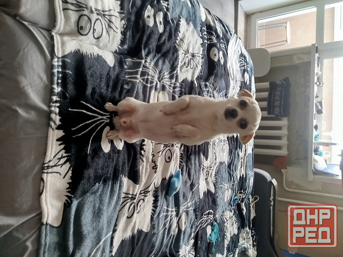 Щенки чихуа Донецк - изображение 4