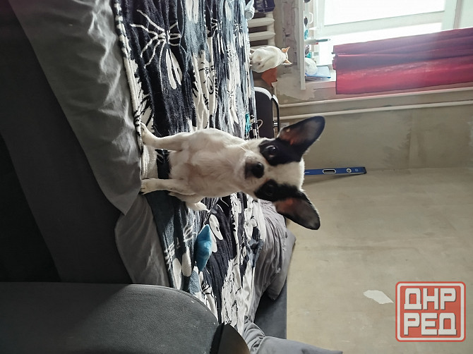 Щенки чихуа Донецк - изображение 2