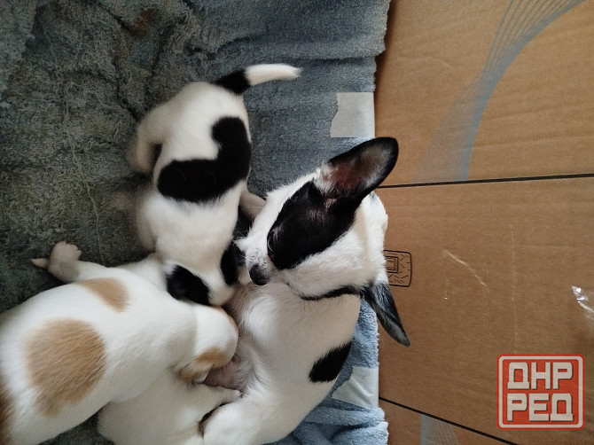 Щенки чихуа Донецк - изображение 5