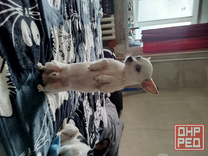 Щенки чихуа Донецк - изображение 3