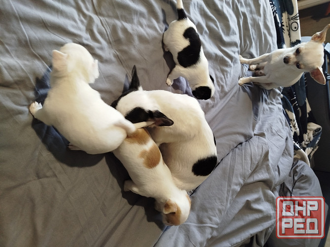 Щенки чихуа Донецк - изображение 1