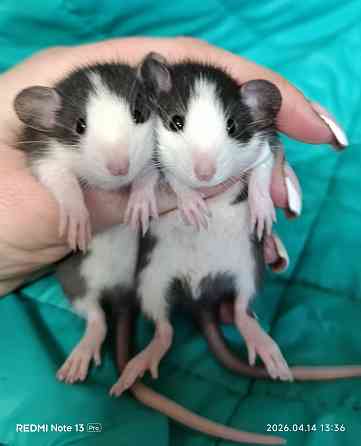 Крысята Дамбо Алчевск