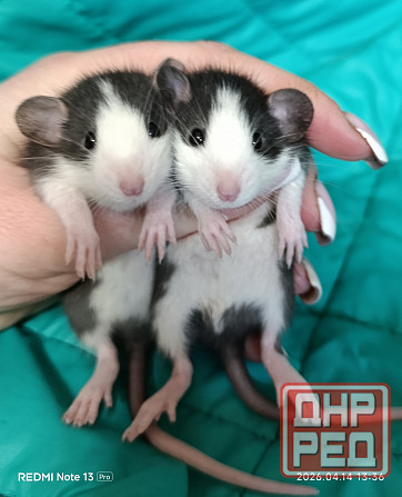 Крысята Дамбо Алчевск - изображение 1