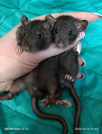 Дамбо мальчики Алчевск