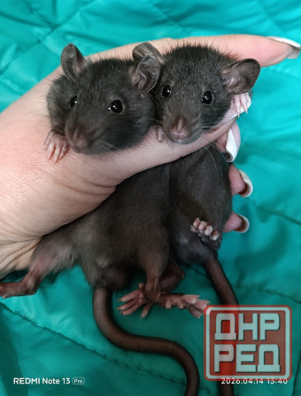 Дамбо мальчики Алчевск - изображение 1