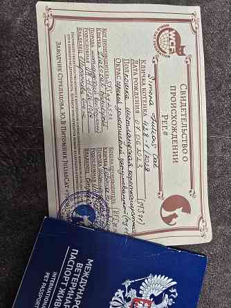 Золотая шиншилла Донецк