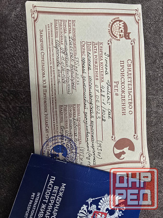 Золотая шиншилла Донецк - изображение 1