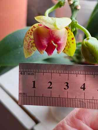 Орхидея фаленопсис пелор Гроссето Донецк