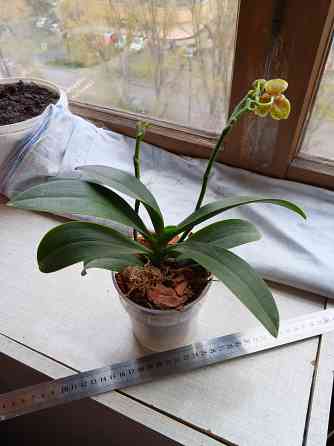 Орхидея фаленопсис пелор Гроссето Донецк