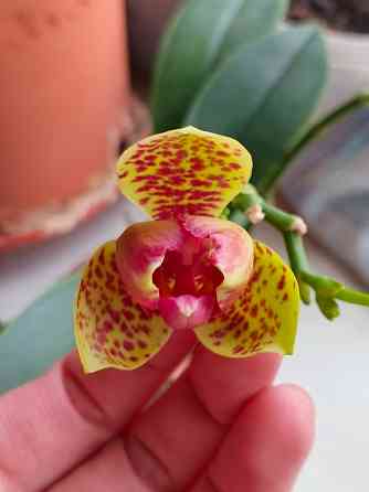 Орхидея фаленопсис пелор Гроссето Донецк