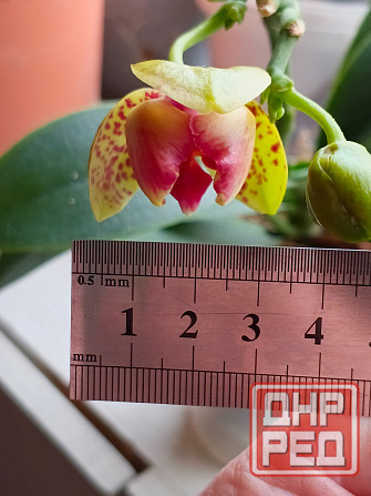 Орхидея фаленопсис пелор Гроссето Донецк - изображение 2
