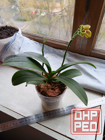 Орхидея фаленопсис пелор Гроссето Донецк - изображение 3