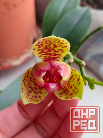 Орхидея фаленопсис пелор Гроссето Донецк - изображение 1