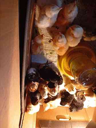 Продам цыплят смешанной породы Донецк