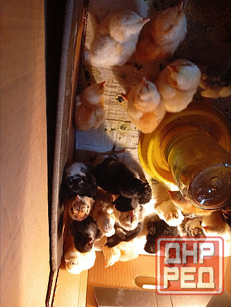 Продам цыплят смешанной породы Донецк - изображение 1