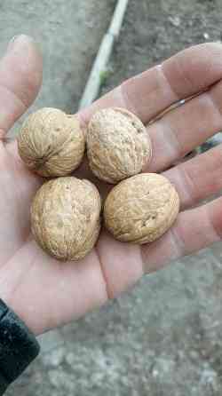 Орехи грецкие Макеевка