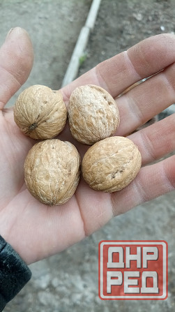 Орехи грецкие Макеевка - изображение 1