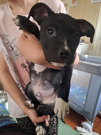 Мальчик-крававчик стаффордширский терьер Донецк