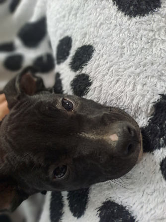 Мальчик-крававчик стаффордширский терьер Донецк