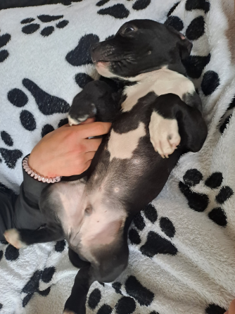 Мальчик-крававчик стаффордширский терьер Донецк