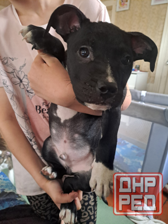 Мальчик-крававчик стаффордширский терьер Донецк - изображение 1