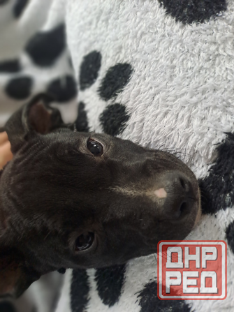 Мальчик-крававчик стаффордширский терьер Донецк - изображение 2