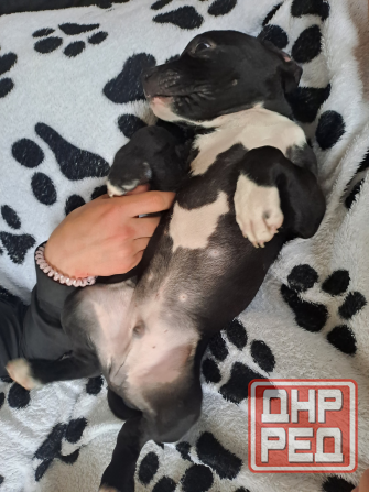 Мальчик-крававчик стаффордширский терьер Донецк - изображение 3