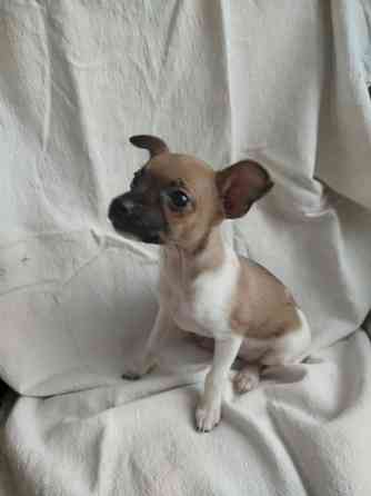 Продам щенков пинчера Мариуполь