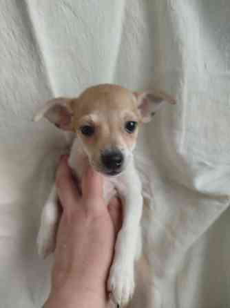 Продам щенков пинчера Мариуполь