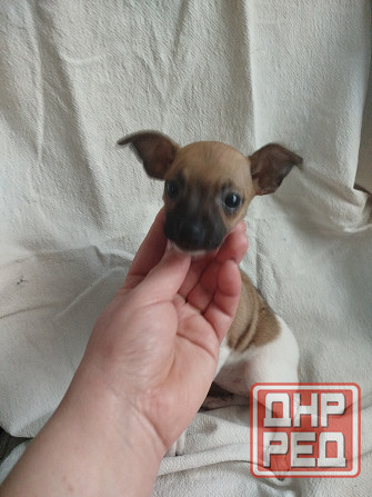 Продам щенков пинчера Мариуполь - изображение 1