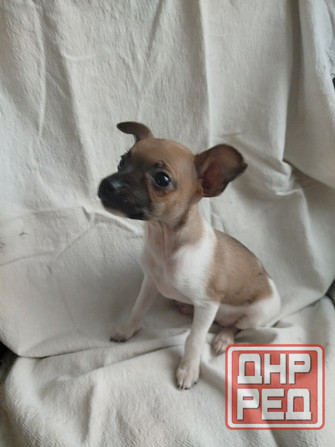 Продам щенков пинчера Мариуполь - изображение 2