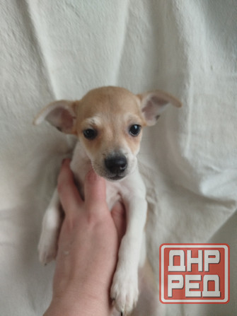 Продам щенков пинчера Мариуполь - изображение 4