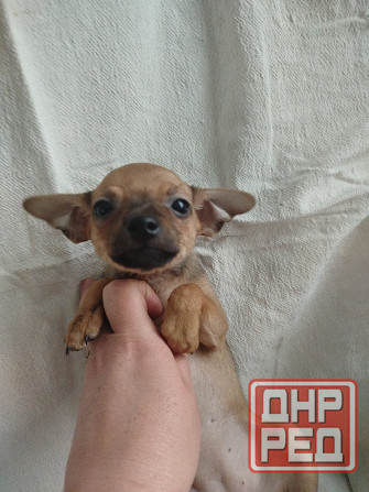 Продам щенков пинчера Мариуполь - изображение 3