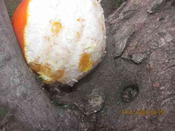 Может, кротэ, в спецтрибунало Донецк