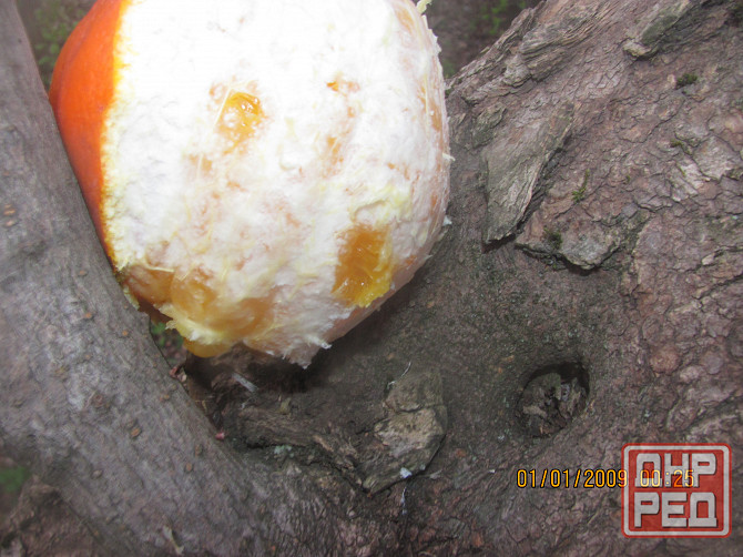 Может, кротэ, в спецтрибунало Донецк - изображение 1