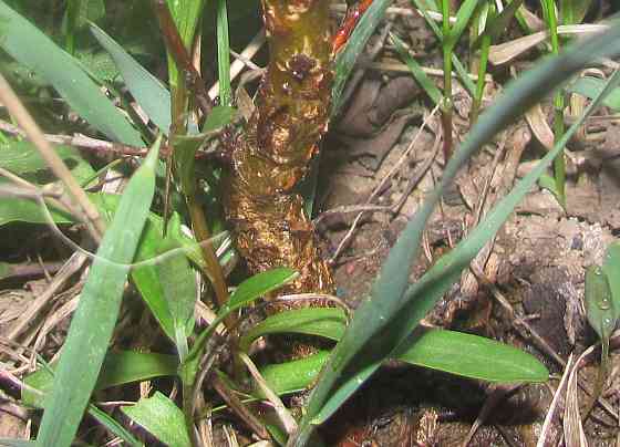 Секретарь шо мальчик, знают Донецк