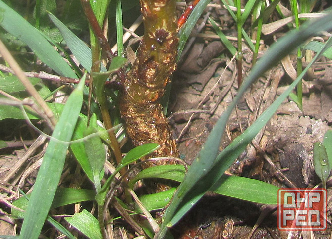 Секретарь шо мальчик, знают Донецк - изображение 1