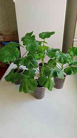 Продам укоренённые черенки герани Снежное