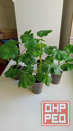 Продам укоренённые черенки герани Снежное - изображение 1