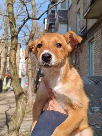 щенок ищет дом семью щенки в хорошие руки Донецк