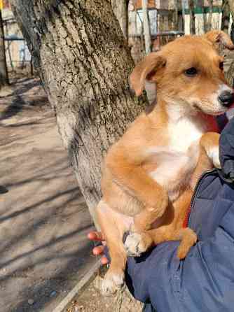 щенок ищет дом семью щенки в хорошие руки Донецк