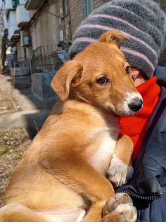 щенок ищет дом семью щенки в хорошие руки Донецк