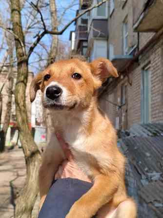 щенок ищет дом семью щенки в хорошие руки Донецк