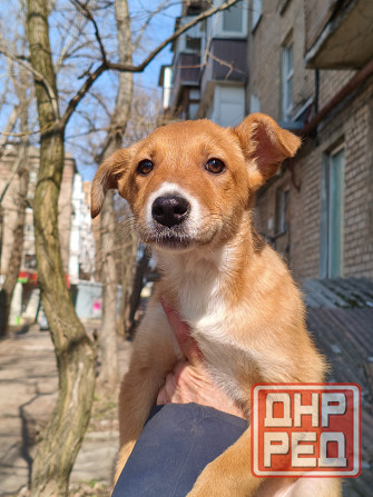 щенок ищет дом семью щенки в хорошие руки Донецк - изображение 4