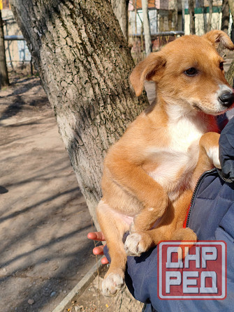 щенок ищет дом семью щенки в хорошие руки Донецк - изображение 1