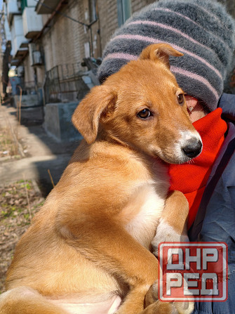 щенок ищет дом семью щенки в хорошие руки Донецк - изображение 2