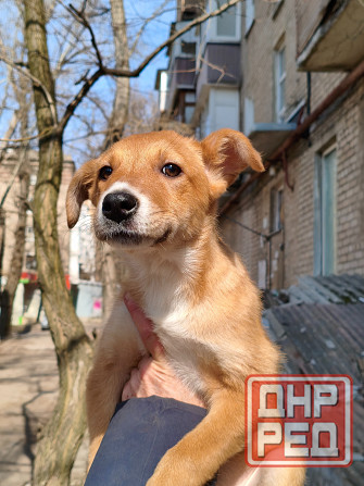 щенок ищет дом семью щенки в хорошие руки Донецк - изображение 3