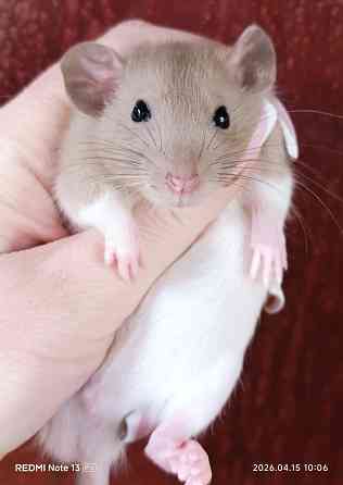 Мальчишка Дамбо Алчевск